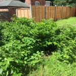 Japanese Knotweed Removal in East Sussex