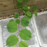 Eradication of Japanese Knotweed in Perton