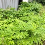 Japanese Knotweed in Suffolk - Removal and Eradication