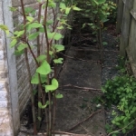 Japanese Knotweed Growing in Frodsham