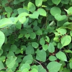 Can I spray Japanese knotweed?