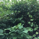 Removal of Japanese Knotweed in Barnet