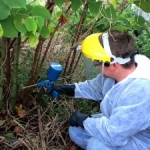 Removal of Japanese Kntoweed in Rugeley - Injection of Herbicide