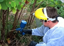 Removing Japanese Knotweed