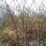 Removal of Japanese Knotweed in Kent