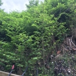 Japanese Knotweed Removal in Hadfield