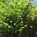 Eradication of Japanese Knotweed in Cannock