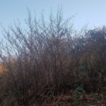 Japanese Knotweed Removal in Essex