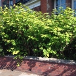 Japanese Knotweed Removal in South Gloucestershire