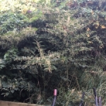 Removal of Japanese Knotweed in Tyne & Wear