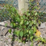 Removal of Japanese Knotweed in Gloucestershire