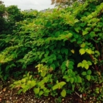 Removal of Japanese Knotweed in Ilkeston