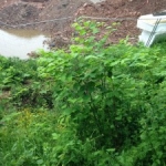 Removal of Japanese Knotweed in Eckington