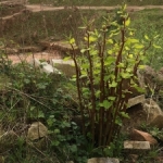 Removal of Japanese Knotweed in Bakewell