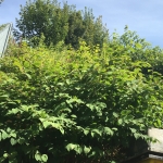 Japanese Knotweed Removal in Hillingdon