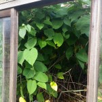 Japanese Knotweed Removal in Burton on Trent