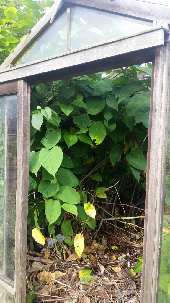 Japanese Knotweed in Ellerton