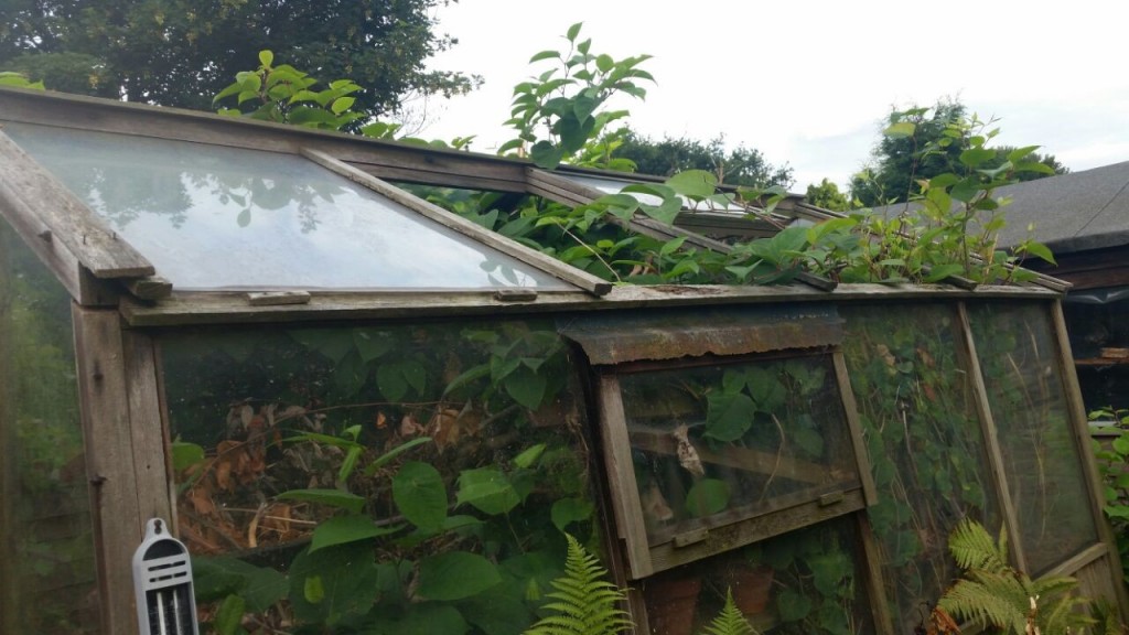 Before Japanese knotweed removal in Burton on Trent