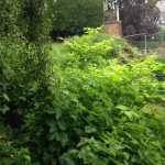 Eradication of Japanese Knotweed in Winsford