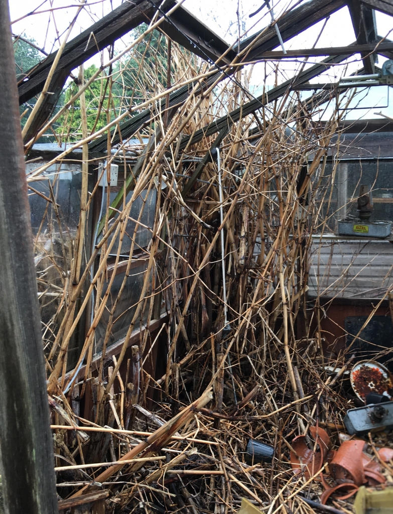 dead stems of japanese knotweed following treatment