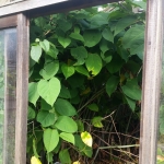 Removal of Japanese Knotweed in Macclesfield