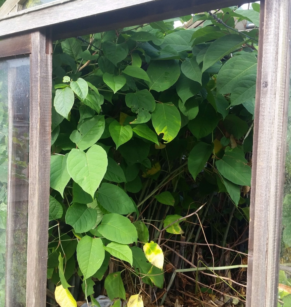heart shaped japanese knotweed leaves