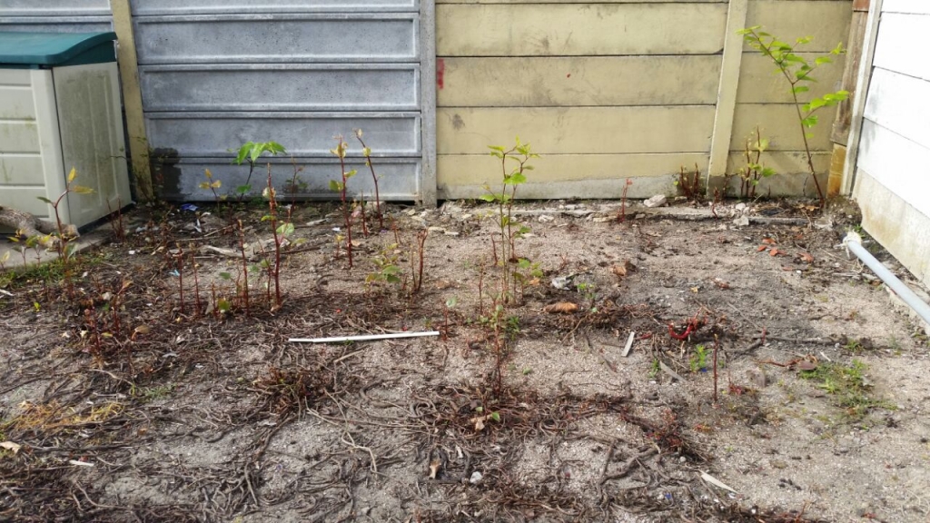 Japanese Knotweed removal