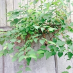 Japanese Knotweed Eradication in Knutsford - Growth through Wall