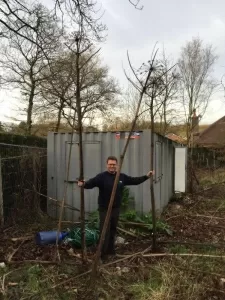 surveying giant hogweed