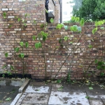 Japanese Knotweed Eradication in London