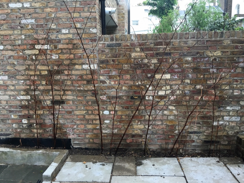 Treated Japanese Knotweed London