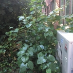 Japanese Knotweed Removal in Warrington