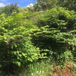 Japanese Knotweed Removal in Penkridge