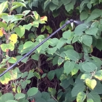 herbicide treatment of japanese knotweed