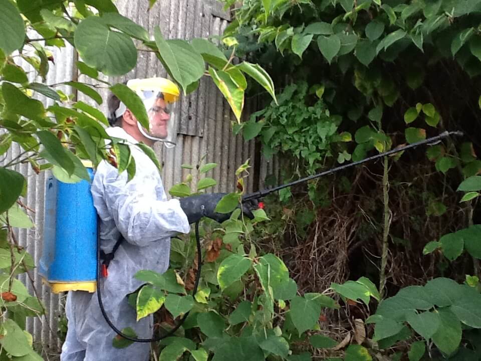 Selling A House With Japanese Knotweed