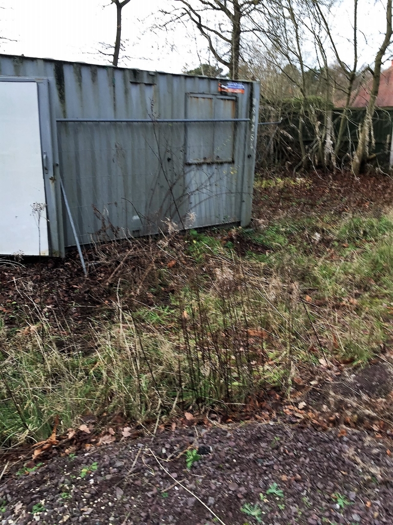 Giant Hogweed after treatment