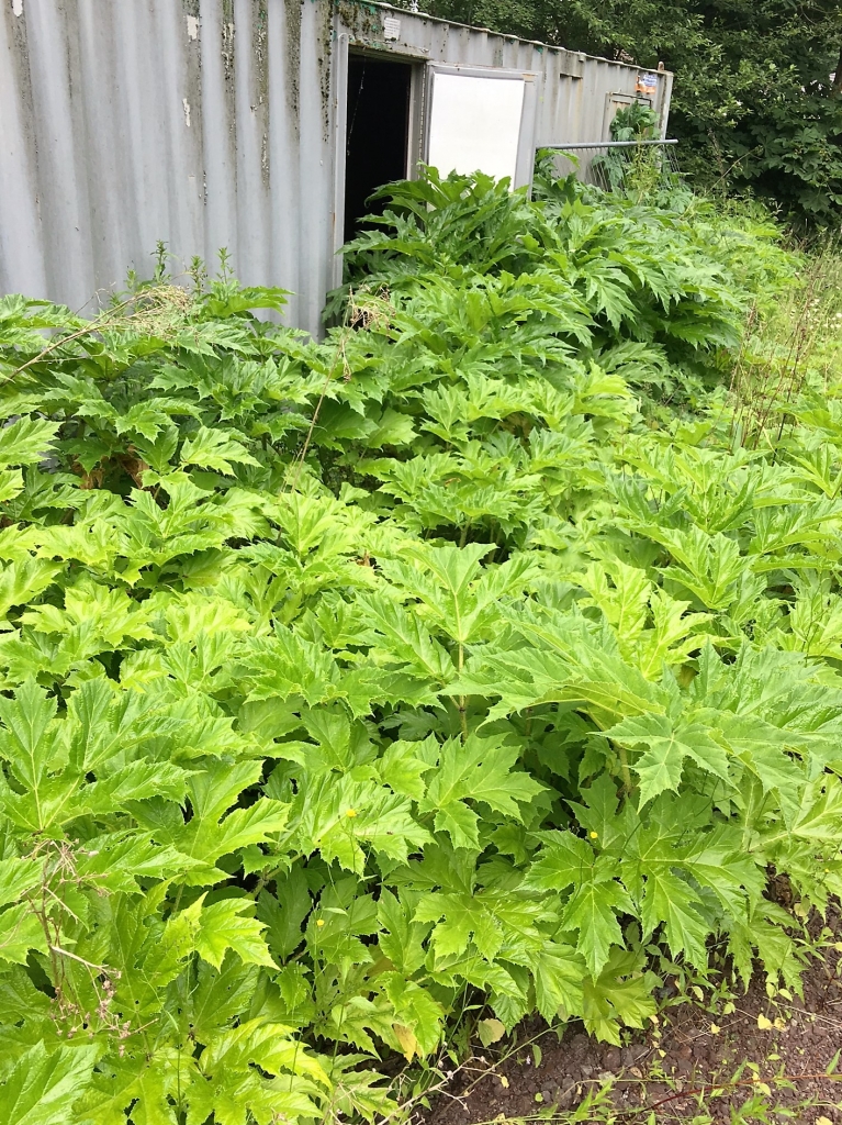 Giant Hogweed before treatmenr