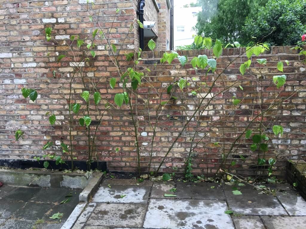 Japanese Knotweed in Liverpool