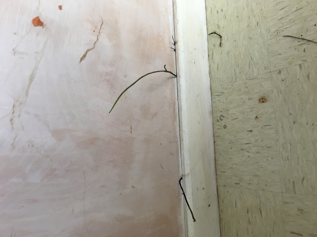 Marestail growing inside house