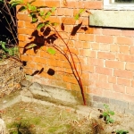 Removal of Japanese Knotweed in Ashbourne