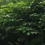 Eradication of Japanese Knotweed in Sheffield