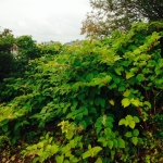 Japanese Knotweed South Yorkshire