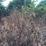 Japanese Knotweed Removal for Businesses