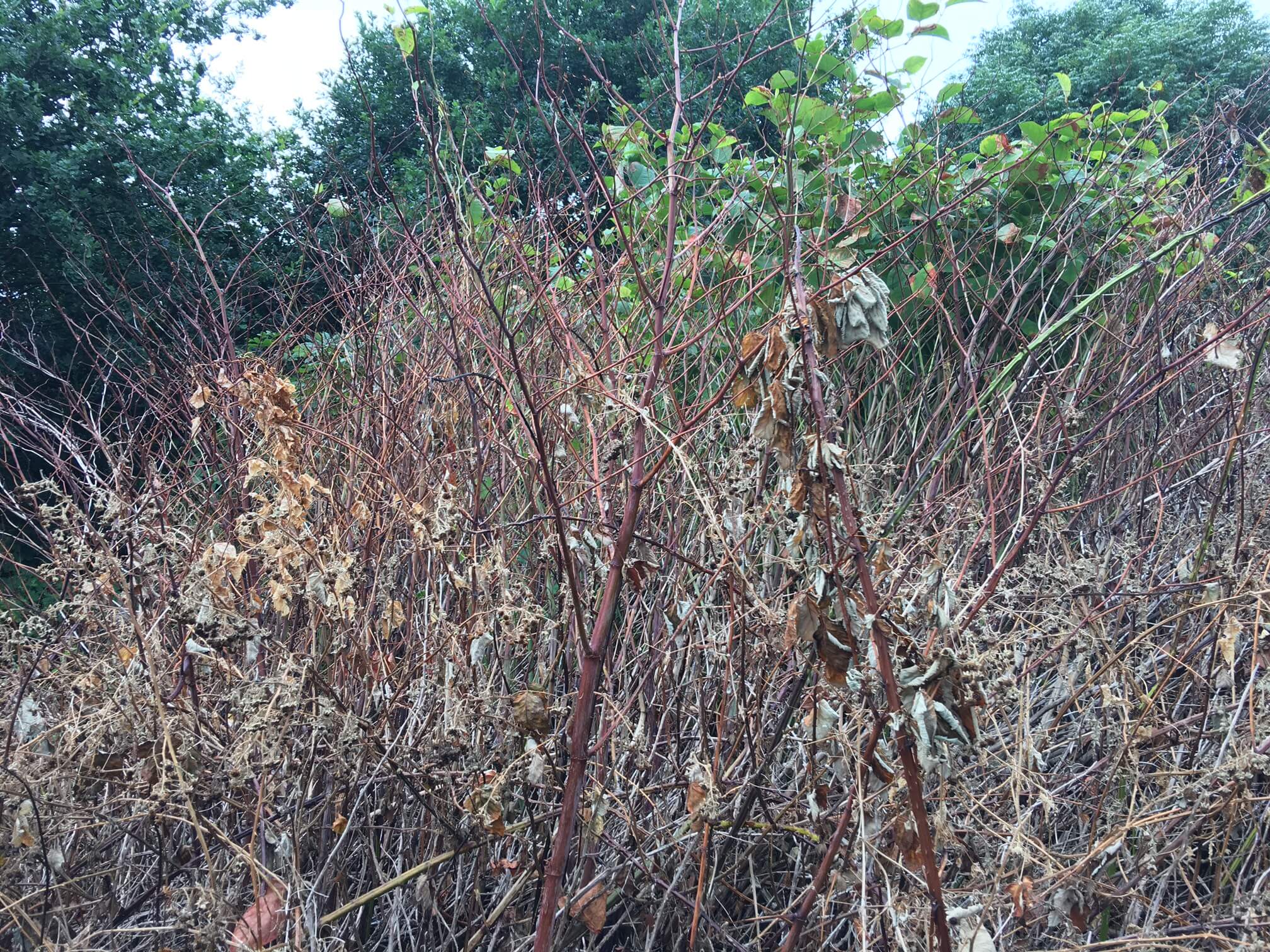 Japanese Knotweed Removal for Businesses