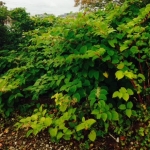 Japanese Knotweed Removal in Kensington & Chelsea