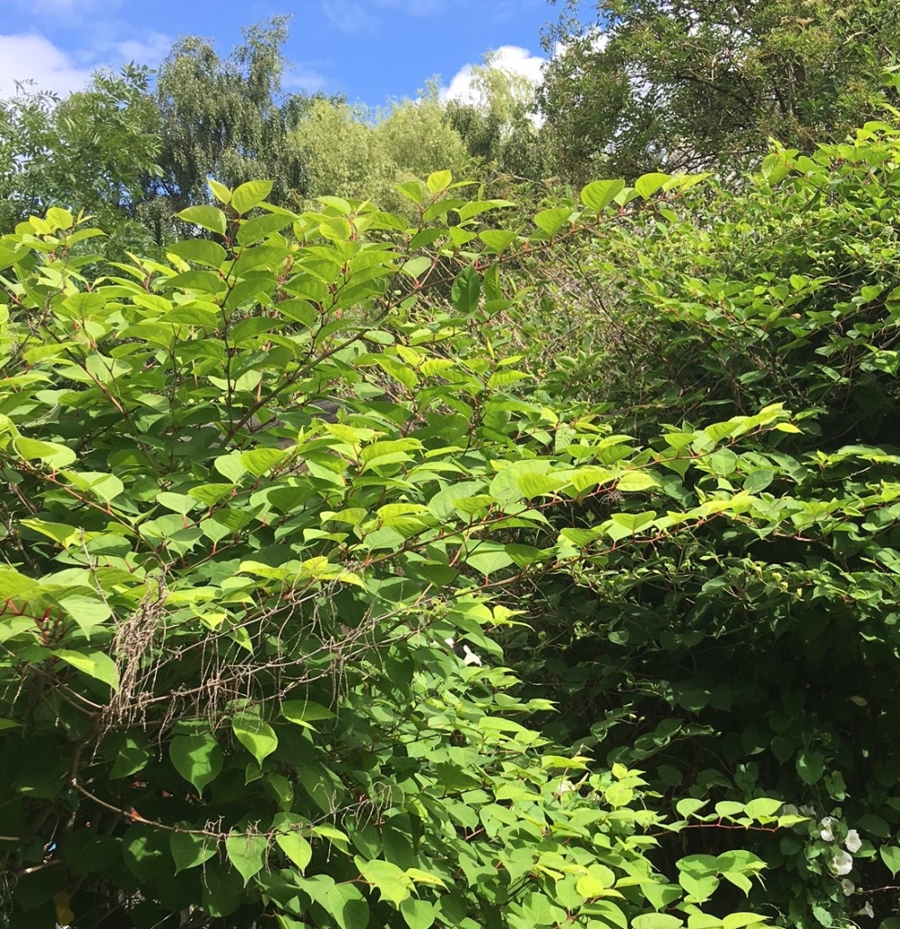 Japanese Knotweed in South Yorkshire - Eradication 