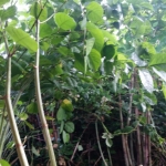 Eradication of Japanese Knotweed in Bollington