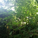 Japanese Knotweed Removal in Poynton