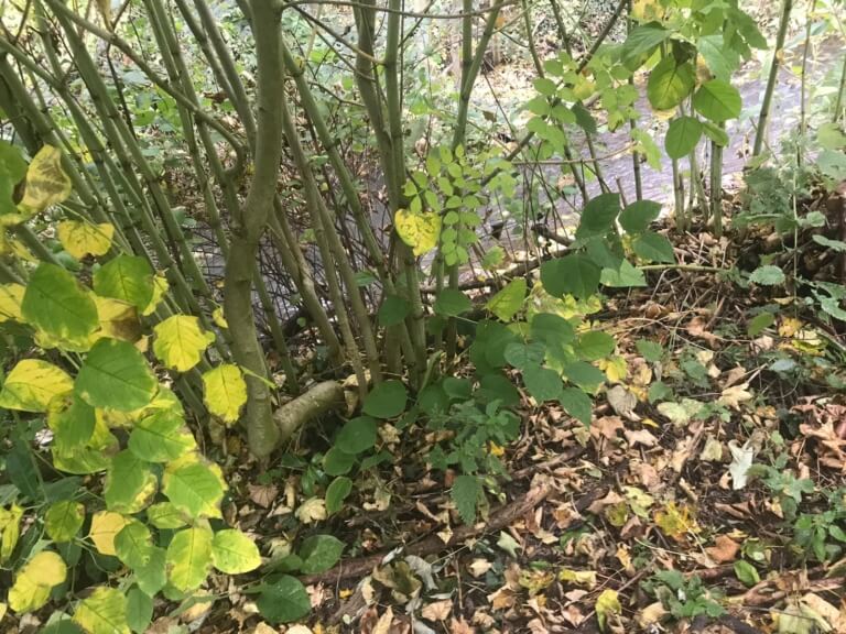 Japanese Knotweed in Derbyshire