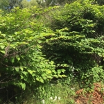 Japanese Knotweed removal in Newcastle under Lyme